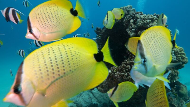 Oahu: Honolulu Turtle Canyon Snorkeling Tour - Location and Activity