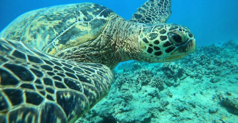 Oahu: Honolulu Turtle Canyon Snorkeling Tour - Duration and Pricing