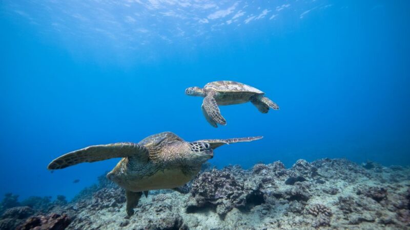 Oahu: Honolulu Turtle Canyon Snorkeling Tour - Frequently Asked Questions