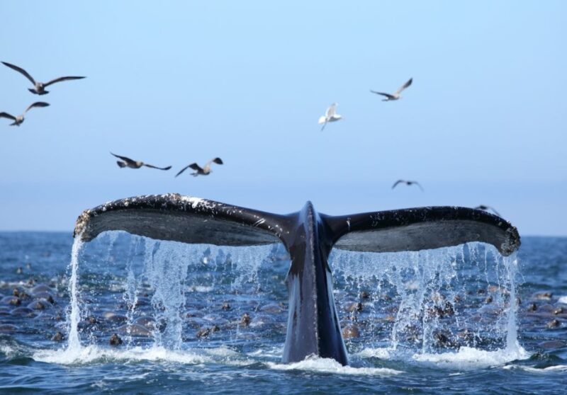 Oahu: Honolulu Whale Watching Cruise - Pickup and Itinerary