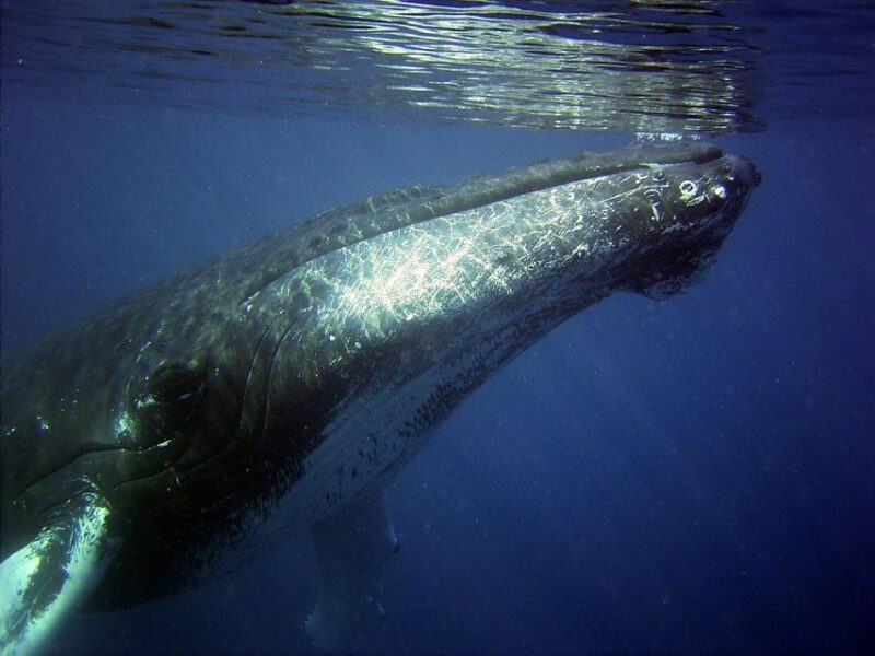 Oahu: Honolulu Whale Watching Cruise - Onboard Experience