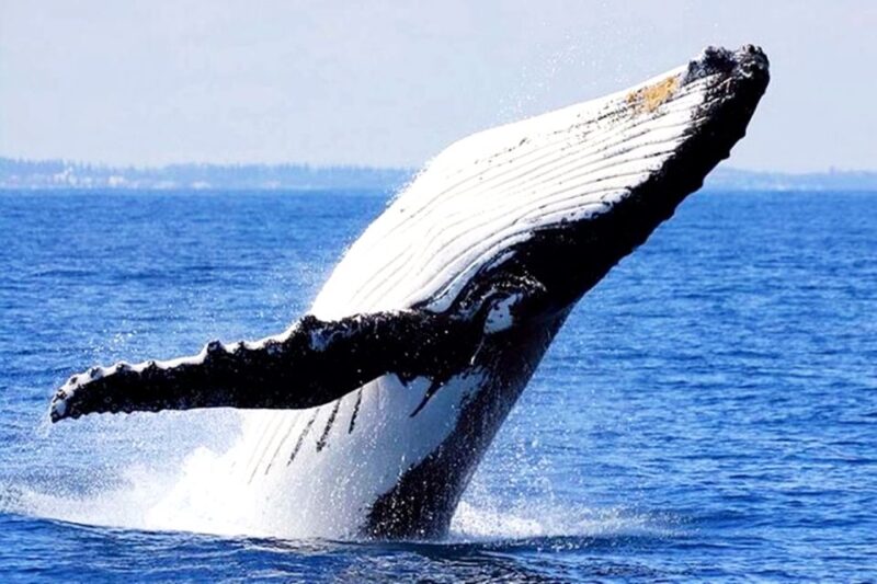 Oahu: Honolulu Whale Watching Cruise - Pricing and Policies