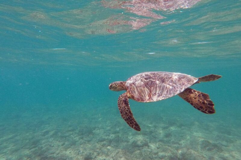 Oahu: Kailua Guided Kayak Excursion With Lunch - Key Points