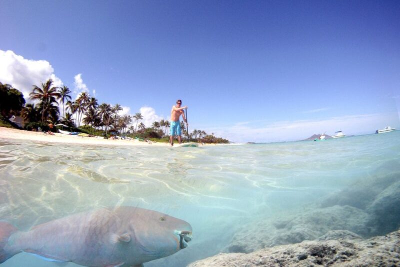 Oahu: Kailua Stand Up Paddle Board Lesson - Pricing and Reservation