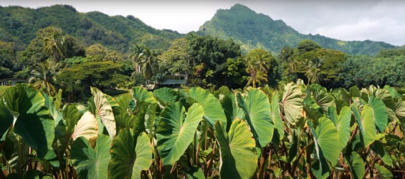 Oahu: Kualoa Farm and Secret Island Tour by Trolley - Kualoa Ranch Highlights