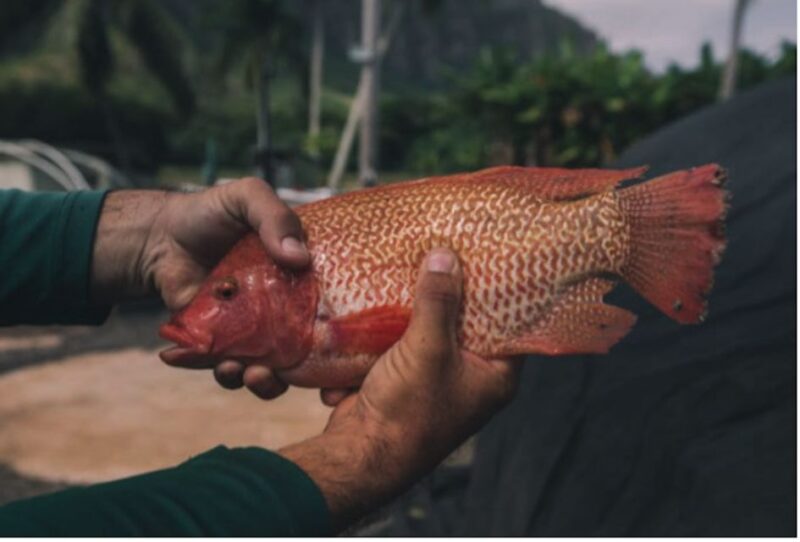 Oahu: Kualoa Movie Sites, Jungle, and Buffet Tour Package - Tour Reviews