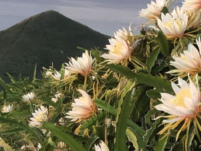 Oahu: Manoa Falls Hike and East Side Beach Day - Scenic Island Sightseeing