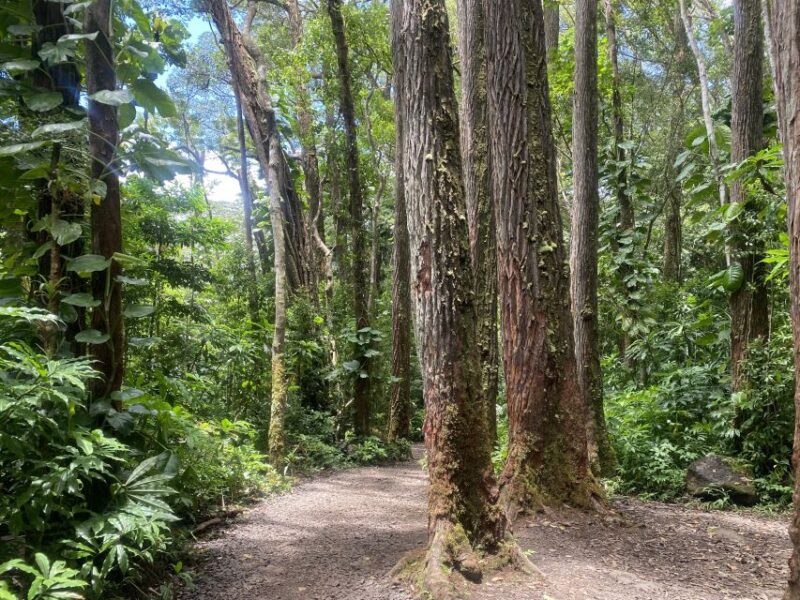 Oahu: Mānoa Falls Trail Hiking Shuttle - Shuttle Service Details