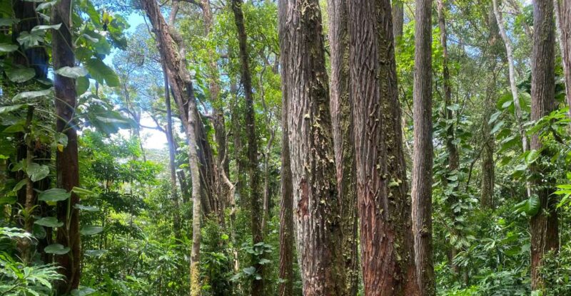 Oahu: Mānoa Falls Trail Hiking Shuttle - Hiking Experience