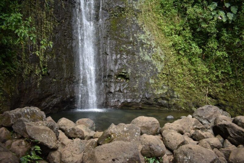 Oahu: Manoa Falls Waterfall Hike With Lunch and Transfers - Customer Feedback