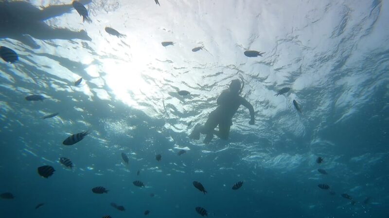 Oahu: Marine Ecology Snorkel Tour - Experience and Itinerary