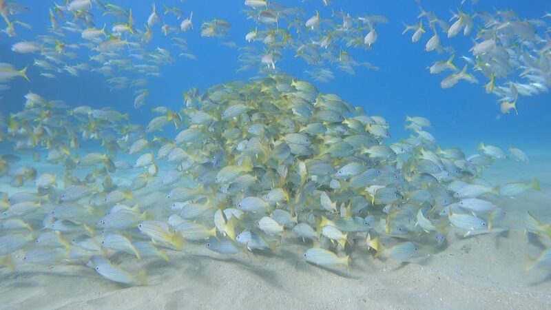 Oahu: Marine Ecology Snorkel Tour - Meeting Point and Directions