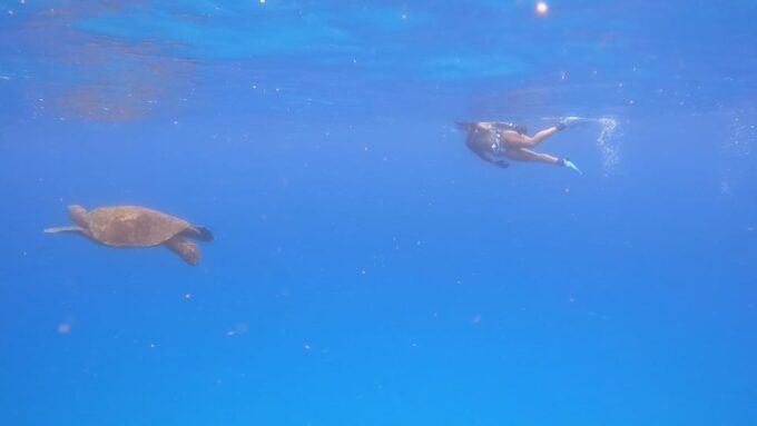 Oahu: Marine Ecology Snorkel Tour - Discovering Unique Hawaiian Reefs