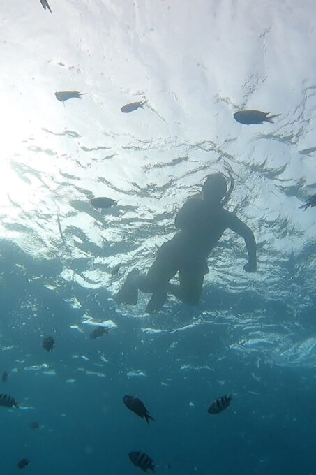 Oahu: Marine Ecology Snorkel Tour - Potential Sightings and Experiences