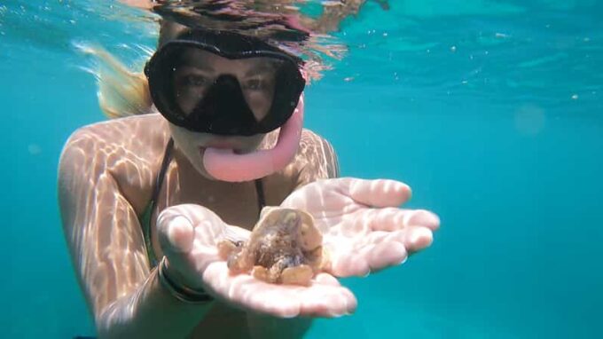 Oahu: Marine Ecology Snorkel Tour - Frequently Asked Questions