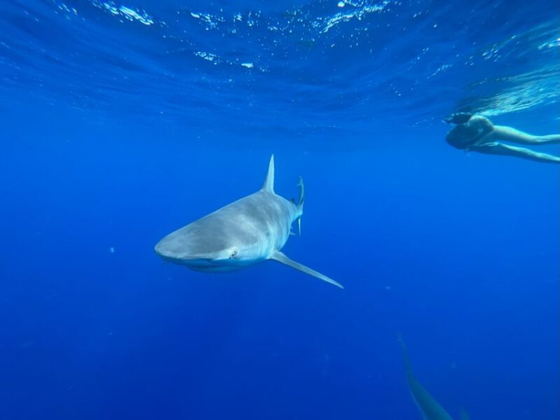 Oahu: North Shore Cageless Shark Snorkeling Tour - Itinerary and Meeting Point