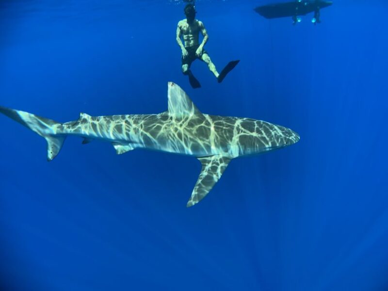 Oahu: North Shore Cageless Shark Snorkeling Tour - Requirements and Recommendations