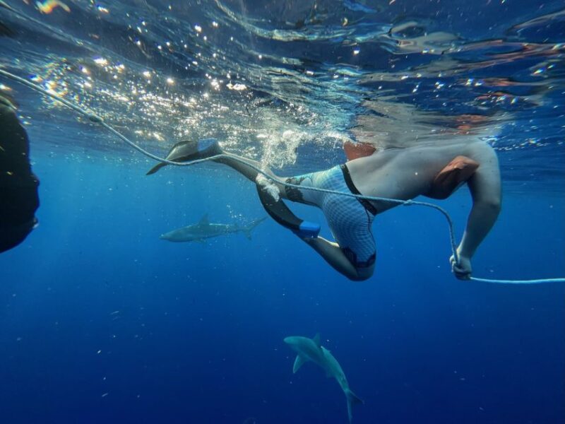 Oahu: North Shore Cageless Shark Snorkeling Tour - Safety and Comfort