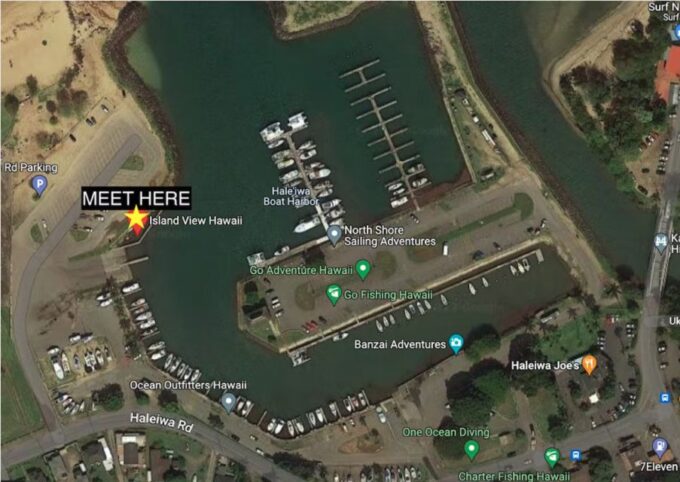 Oahu: North Shore Cageless Shark Snorkeling Tour - Marine Life Encounters