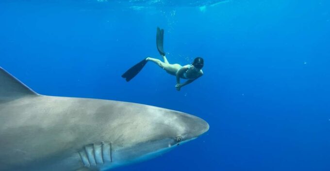 Oahu: North Shore Cageless Shark Snorkeling Tour - Booking and Cancellation