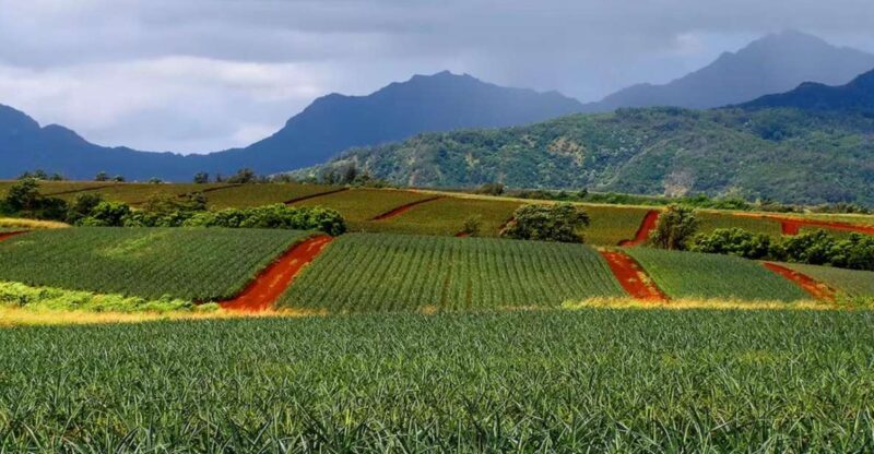 Oahu: North Shore Dole Pineapple Farm Tour - Key Points