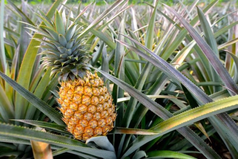 Oahu: North Shore Dole Pineapple Farm Tour - Itinerary Highlights