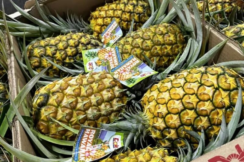Oahu: North Shore Dole Pineapple Farm Tour - Transportation and Comfort