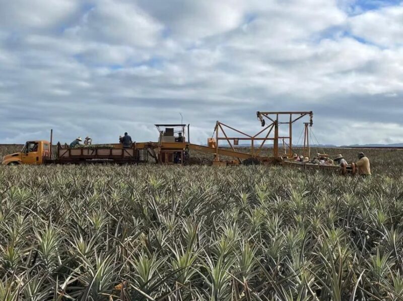 Oahu: North Shore Dole Pineapple Farm Tour - Pineapple Cultivation and Processing