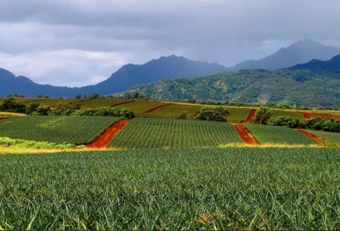 Oahu: North Shore Dole Pineapple Farm Tour - Coffee Sampling and Breakfast Treats