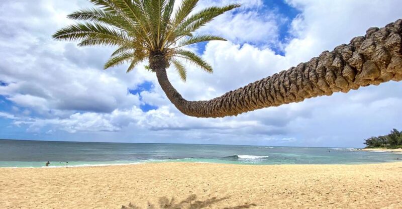 Oahu: North Shore Experience and Dole Plantation - Activities and Experiences