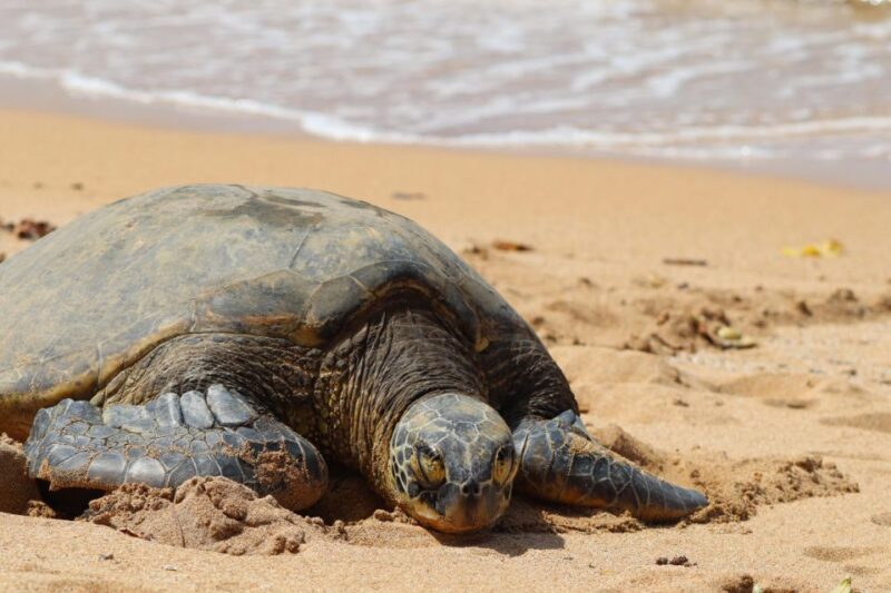 Oahu: Oahu Ultimate Grand Circle Island Tour - Key Points