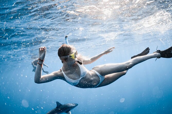 Oahu Open Water Shark Diving Experience - Safety and Accessibility Considerations