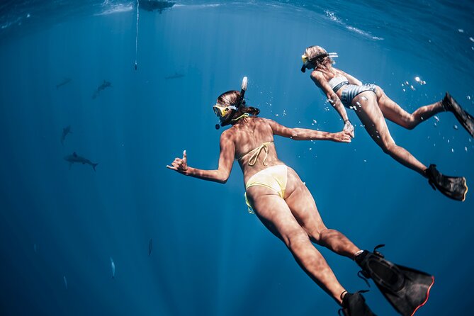 Oahu Open Water Shark Diving Experience - Positive Customer Feedback