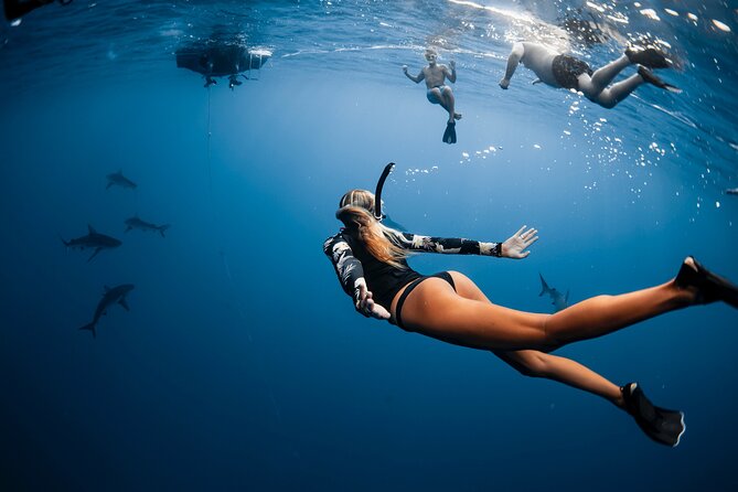 Oahu Open Water Shark Diving Experience - Unique Opportunity to Encounter Sharks