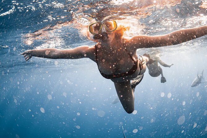 Oahu Open Water Shark Diving Experience - Emphasis on Shark Conservation and Education