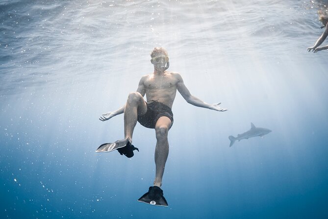 Oahu Open Water Shark Diving Experience - Crew Expertise and Calming Presence