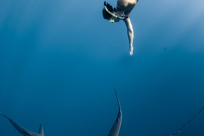 Oahu Open Water Shark Diving Experience - Underwater Photography Option