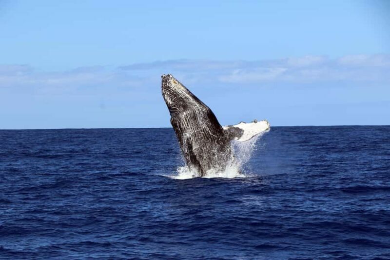 Oahu: Premium Snorkeling Cruise, Whale & Dolphin Watching - Summary: Is It Worth It?