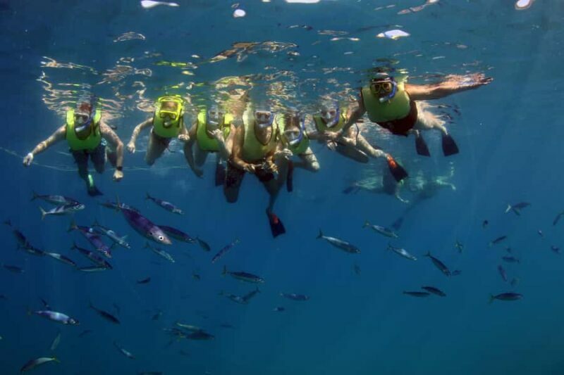 Oahu: Premium Snorkeling Cruise, Whale & Dolphin Watching - Final Thoughts