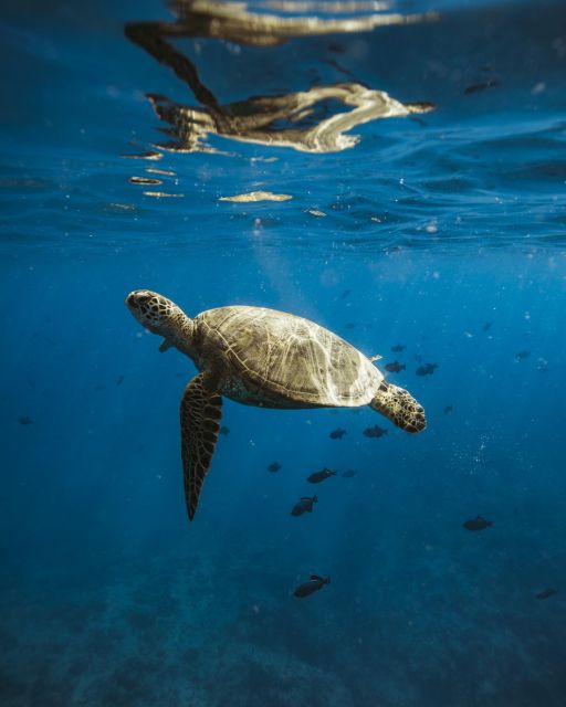 Oahu: Private Catamaran Sunset Cruise & Optional Snorkeling - Key Points
