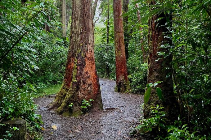 Oahu: Private Circle Island Tour Featuring Manoa Falls Hike - Optional Additions
