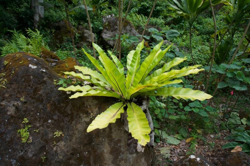 Oahu: Private Tour North Shore W/ Waimea Valley & Waterfall - Key Points