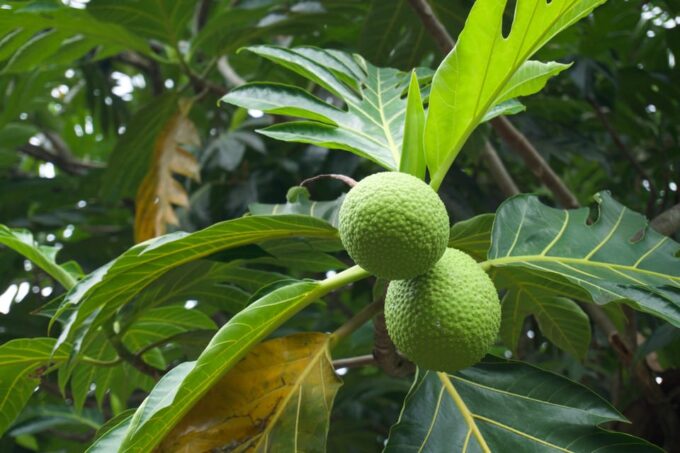 Oahu: Private Tour North Shore W/ Waimea Valley & Waterfall - Frequently Asked Questions