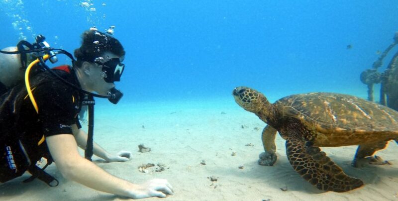 Oahu: Scuba Diving Lesson for Beginners - Key Points