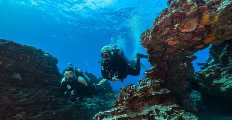 Oahu: Shallow Reef Scuba Dive for Certified Divers - Key Points