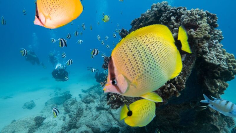 Oahu: Shallow Reef Scuba Dive for Certified Divers - Exploring Oahus Pristine Waters