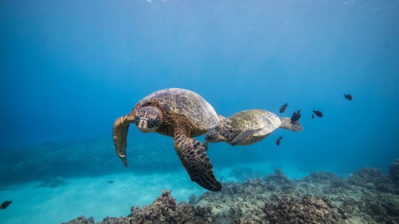 Oahu: Shallow Reef Scuba Dive for Certified Divers - Included Gear and Provisions