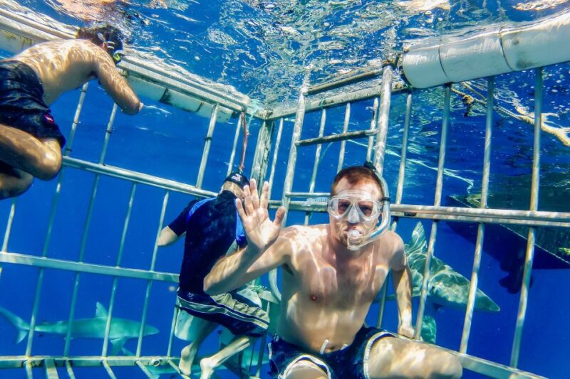 Oahu: Shark Cage Dive on the North Shore - Important Information
