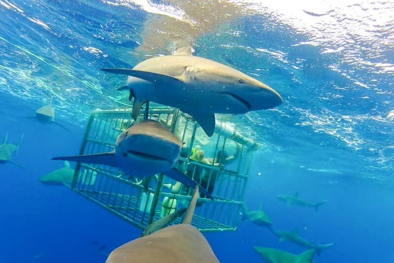 Oahu: Shark Cage Dive on the North Shore - Customer Feedback