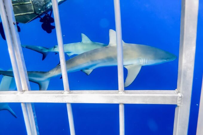 Oahu: Shark Cage Dive on the North Shore - Booking and Cancellation